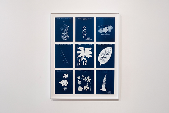 A01H: Cyanotypes of New Plants or Processes for Obtaining them
